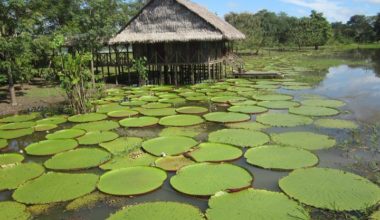 Amazonas Plan Amazonas Natura Park Colombia Viajes