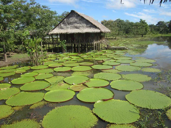 Amazonas, destino imperdible • 