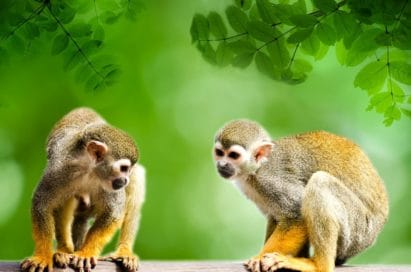 Plan Amazonas Natura Park Colombia Viajes