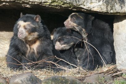 spectacled bear 857433 1920