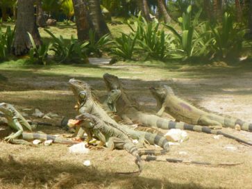Iguanas - Tour Johnny Cay - Colombia - ColombiaTours.Travel - San Andrés Islas