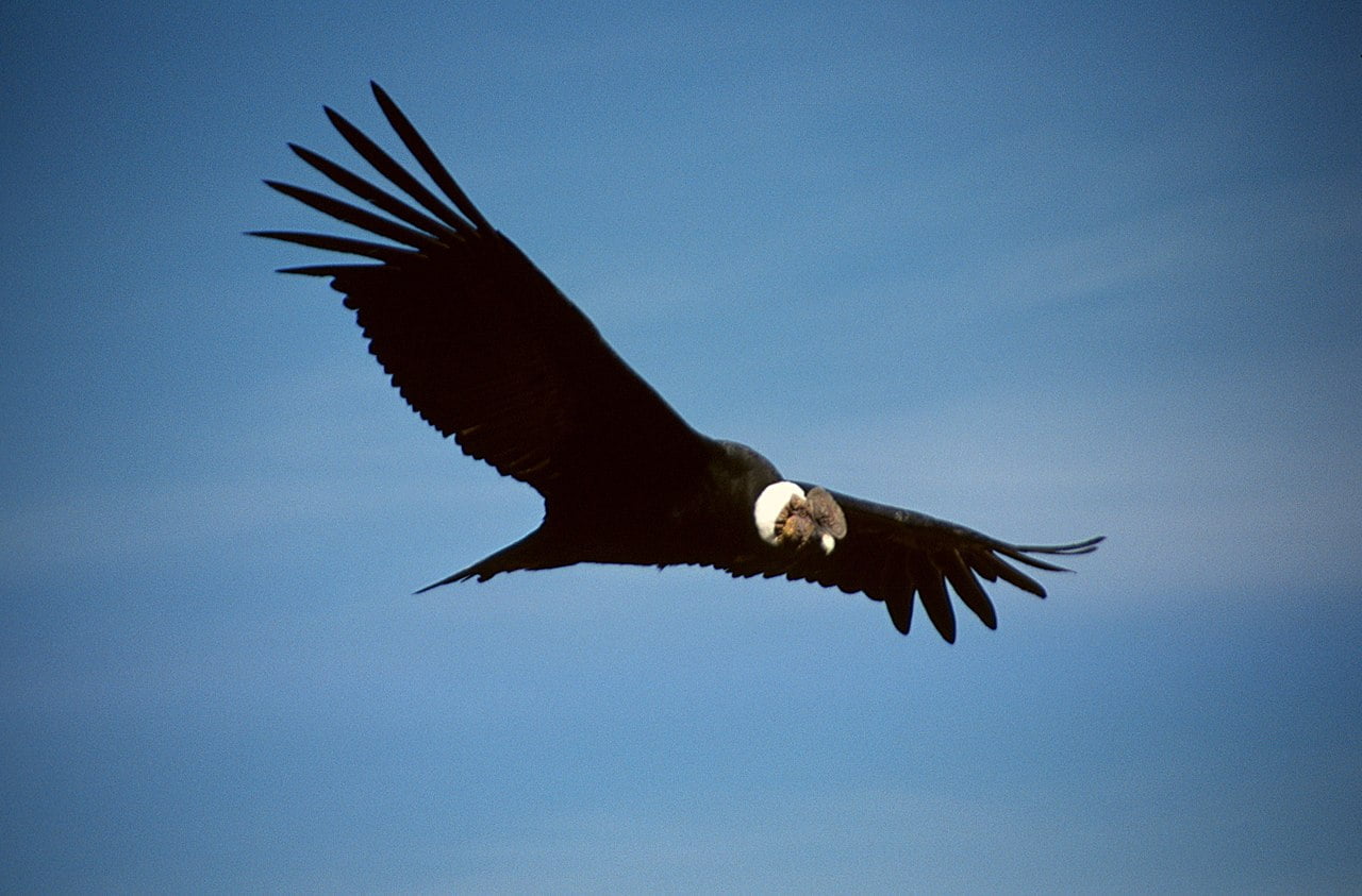 Condor of the Andes