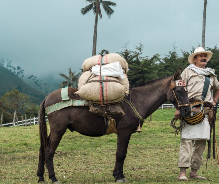 Arriero paisa en el Valle del Cocora — Eje Cafetero, Colombia