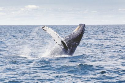 Nuquí, un paraíso de ballenas