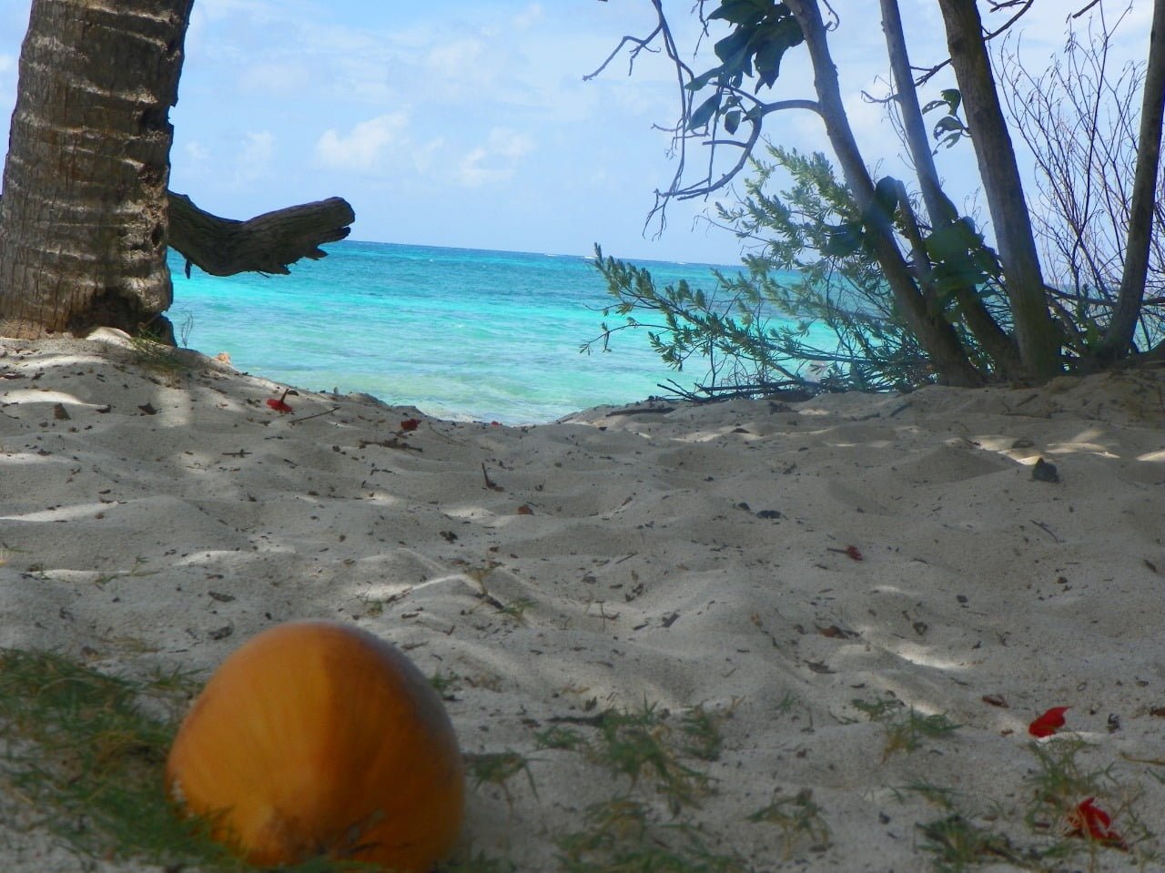 Coco en la Playa