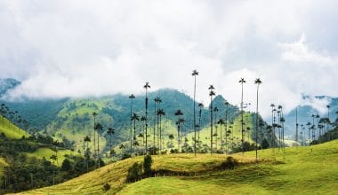 Valle de Cocora - Salento Quindio Colombia - Planes de Viaje