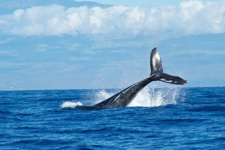 Los 10 Mejores Destinos- avistamiento de ballenas