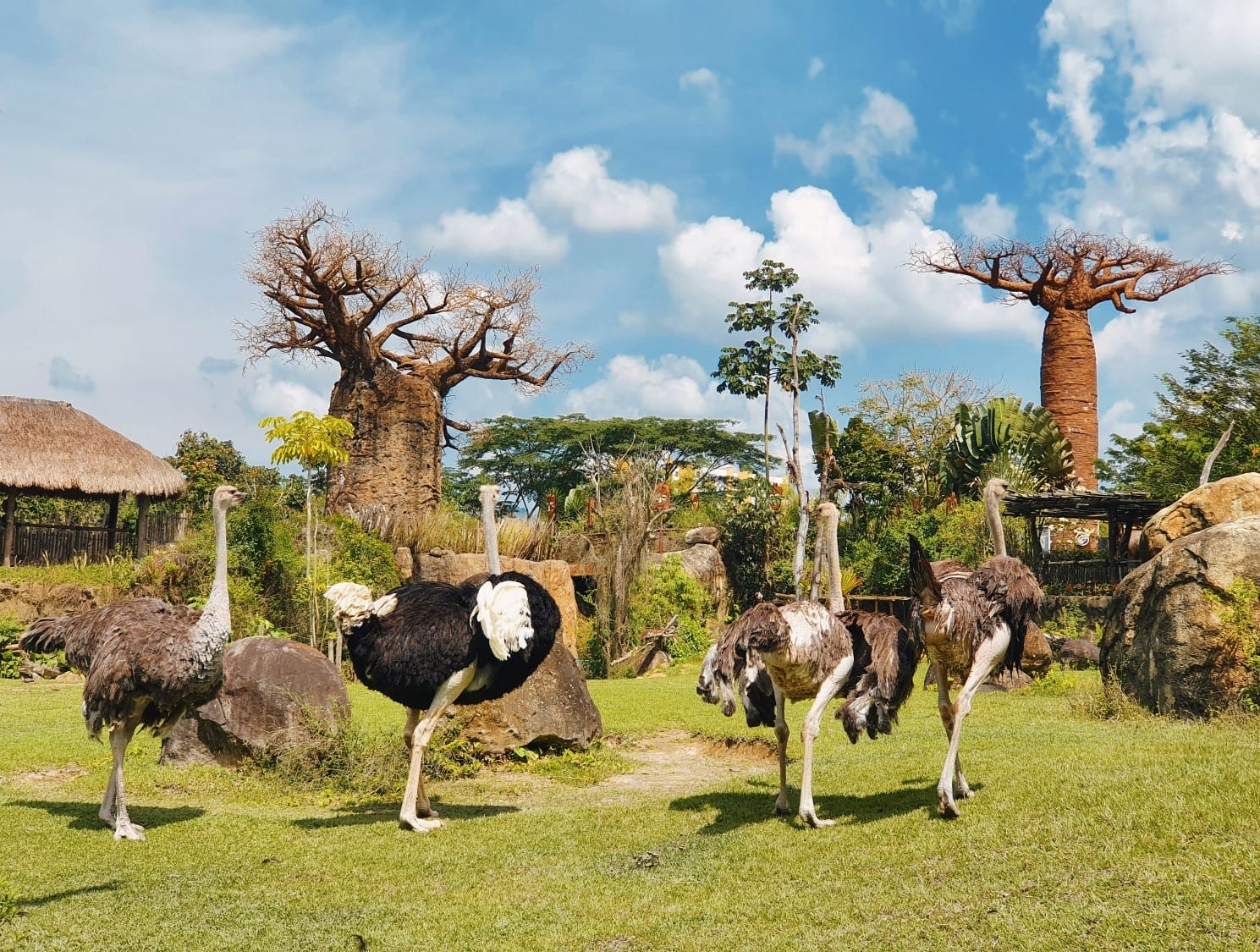 Avestruz - BioParque Ukumarí - Planea tu viaje a Colombia con ColombiaTours.Travel