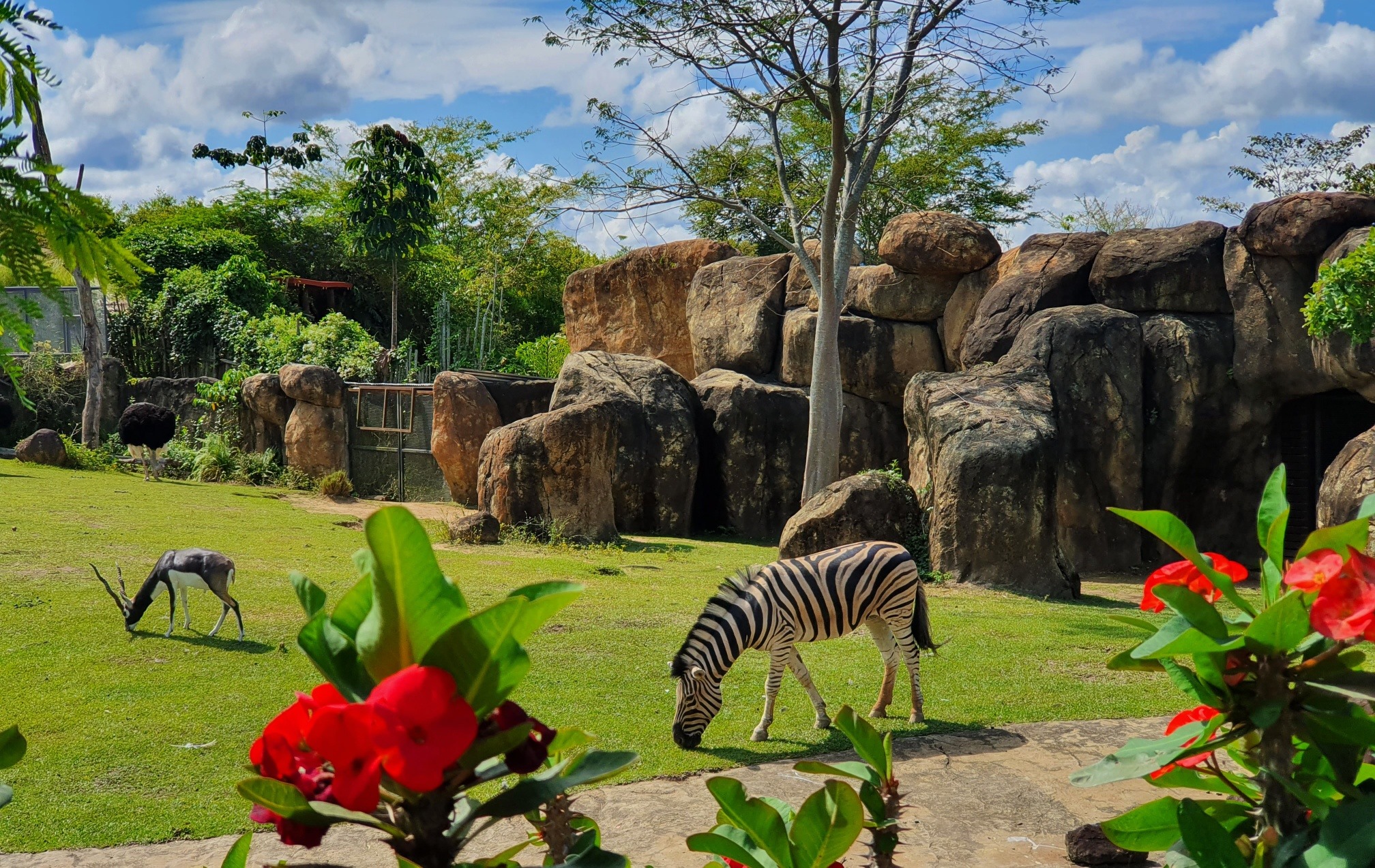 Zebras - BioParque Ukumarí - Planea tu viaje a Colombia con ColombiaTours.Travel
