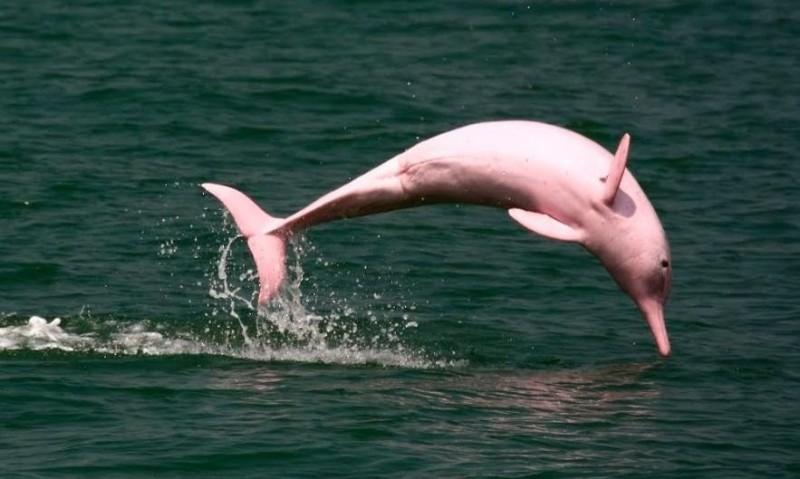 Delfin-Rosado-Amazonas