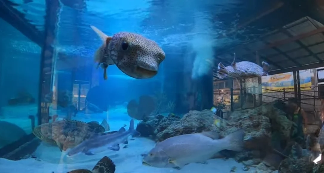 Acuario de Santa Marta y Museo Del Mar Del Rodadero (Santa Marta) – Colombia