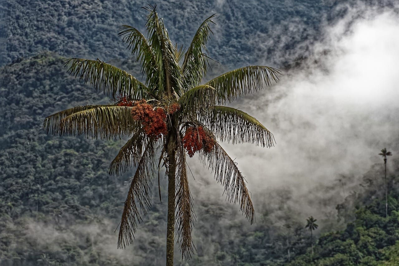 Colombia, El Bosque De la Palma de cera, Salento Quindío