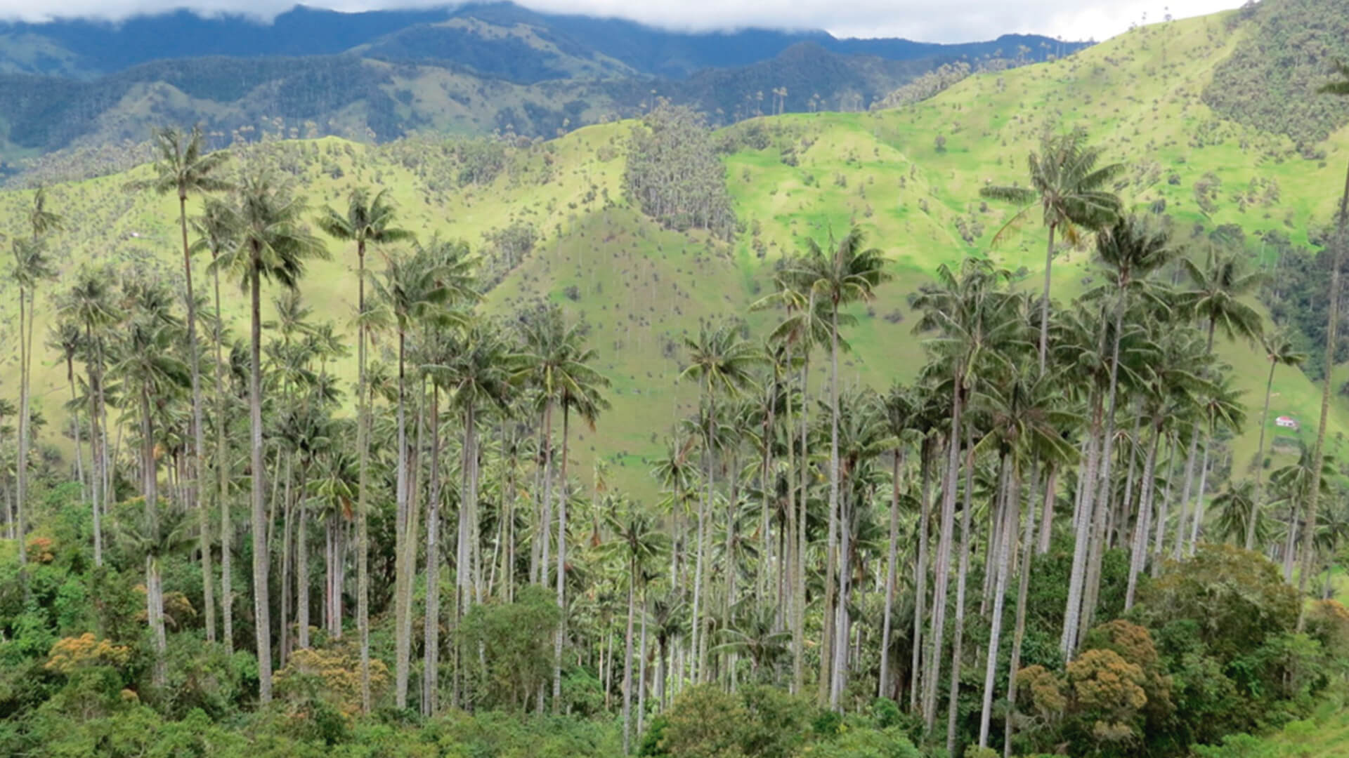 Fotografía Andes Occidentales le apuesta a la conservación de la Palma de Cera -  Parques Nacionales Naturales de Colombia
