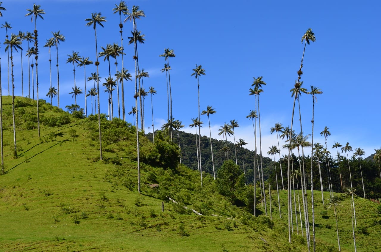 Quindio, Naturaleza, Paisajes, Salento Colombia, valle de cocora