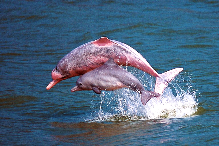 El delfín rosado del amazonas (Inia geoffrensis) – Vertebrados, Vida y  Costumbres