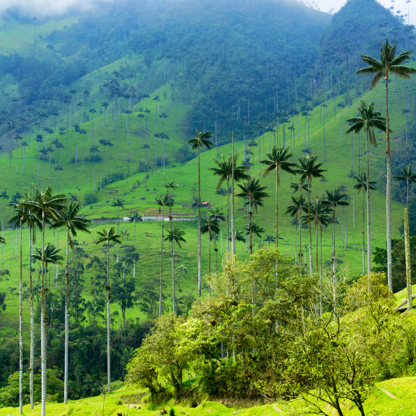 parques naturales nacionales de colombia, nacional de áreas protegidas