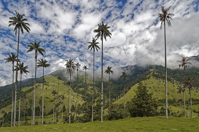 colombia, el bosque de palmas, valle del cocora