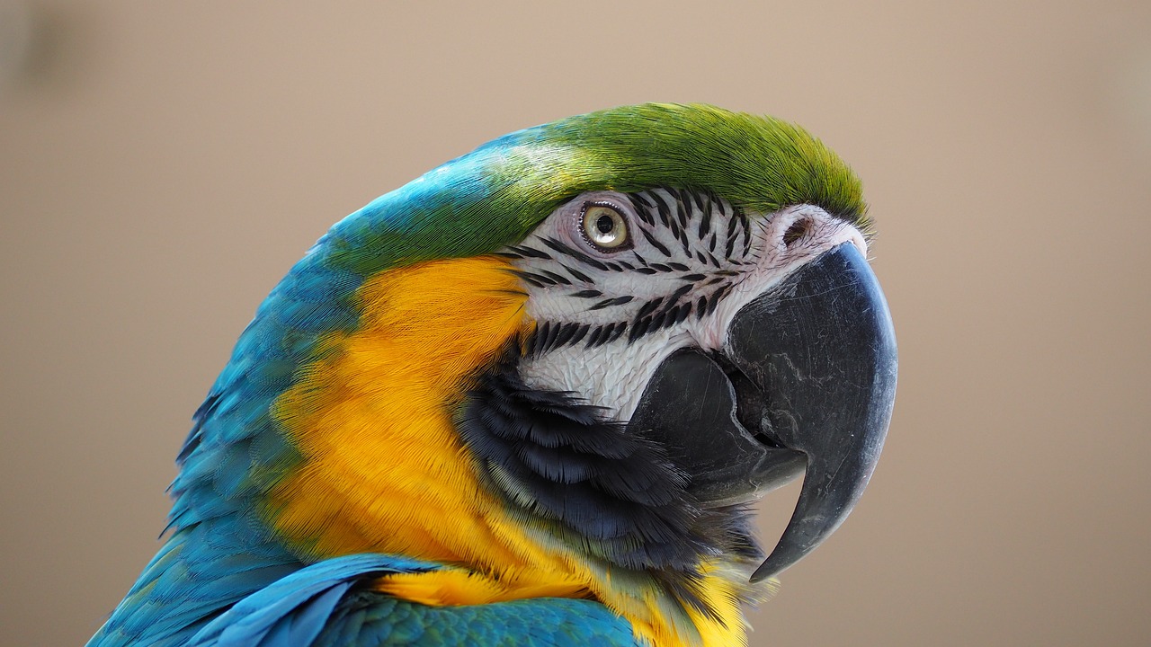 macaw 1416395 1280