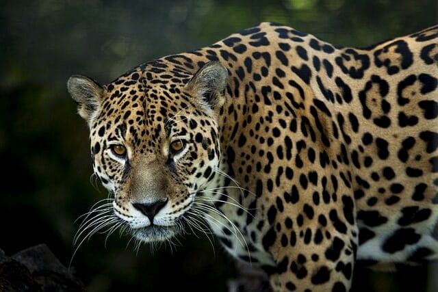 jaguar, feline, predator
