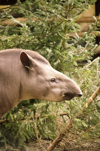tapir, animal, mammal