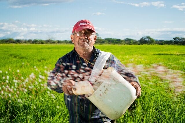 man, farmer, rice fields