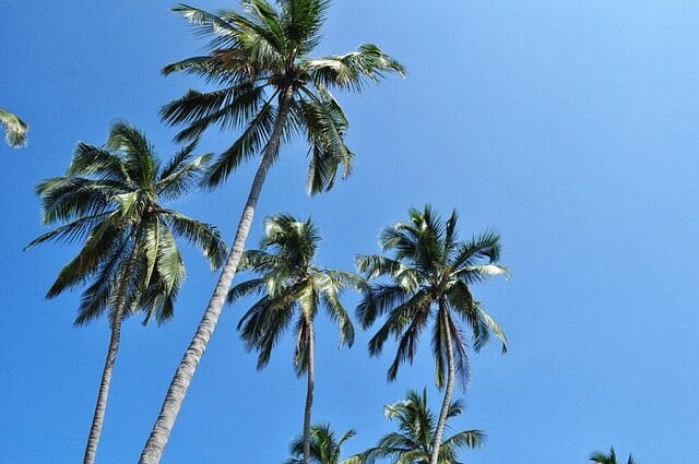 palmas, environment, beach