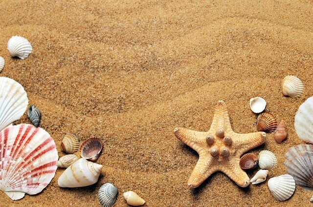 seashells, sand, beautiful nature