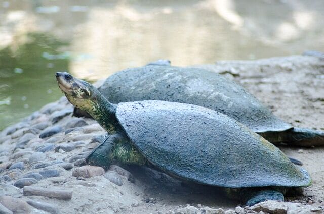 tayrona, colombia, beach