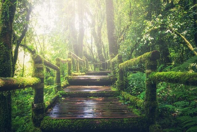 jungle, pathway, steps, lugar, caminata