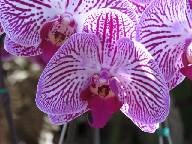 purple, flower, orchid
