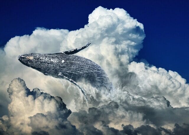 whale, clouds, leap, la ballenas