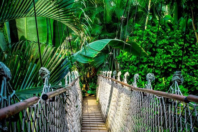suspension bridge, rainforest, amazon, delfines, río