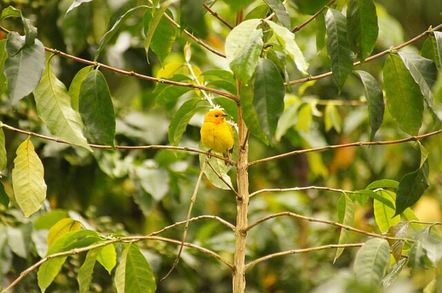 birds, nature, quimbaya