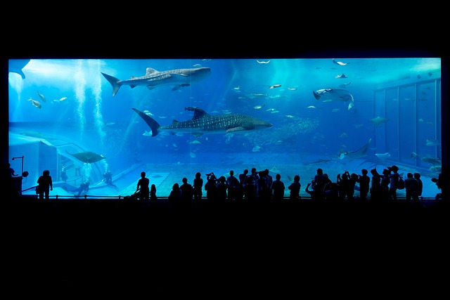 aquarium, sharks, okinawa