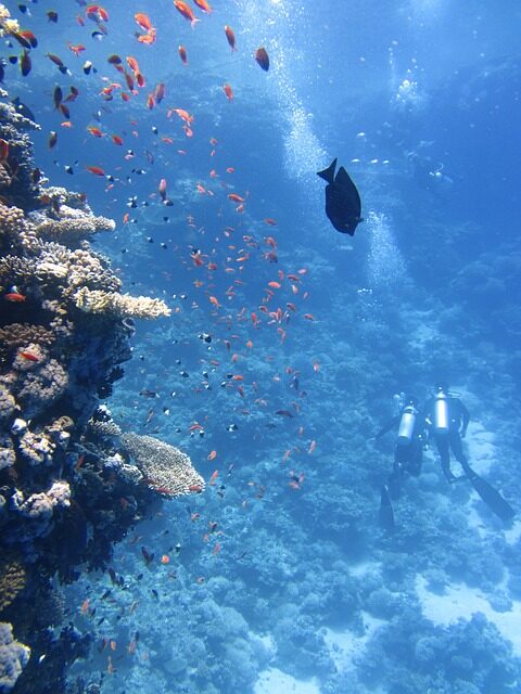 diver, underwater, ocean