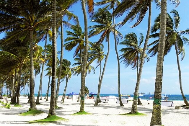 palms, palm tree, sunny, San andres isla, parte, costa