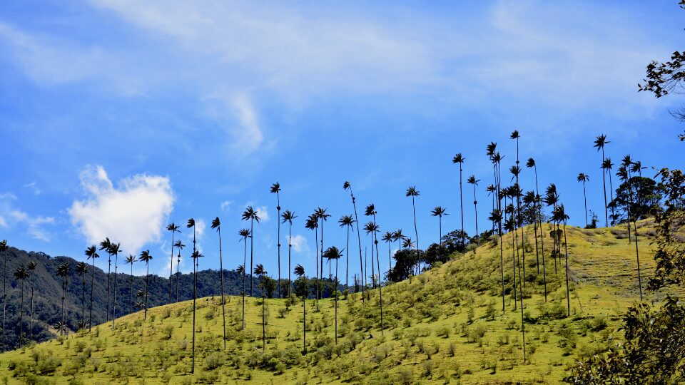 Que ver en Colombia, visitar en colombia, valle de cocora