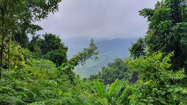jungle, colombia, nature