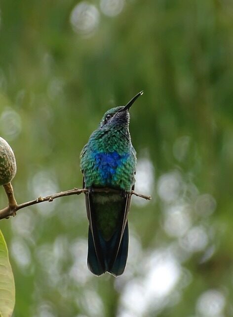 bird, hummingbird, colombia