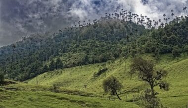 colombia, el bosque de palmas, palm trees