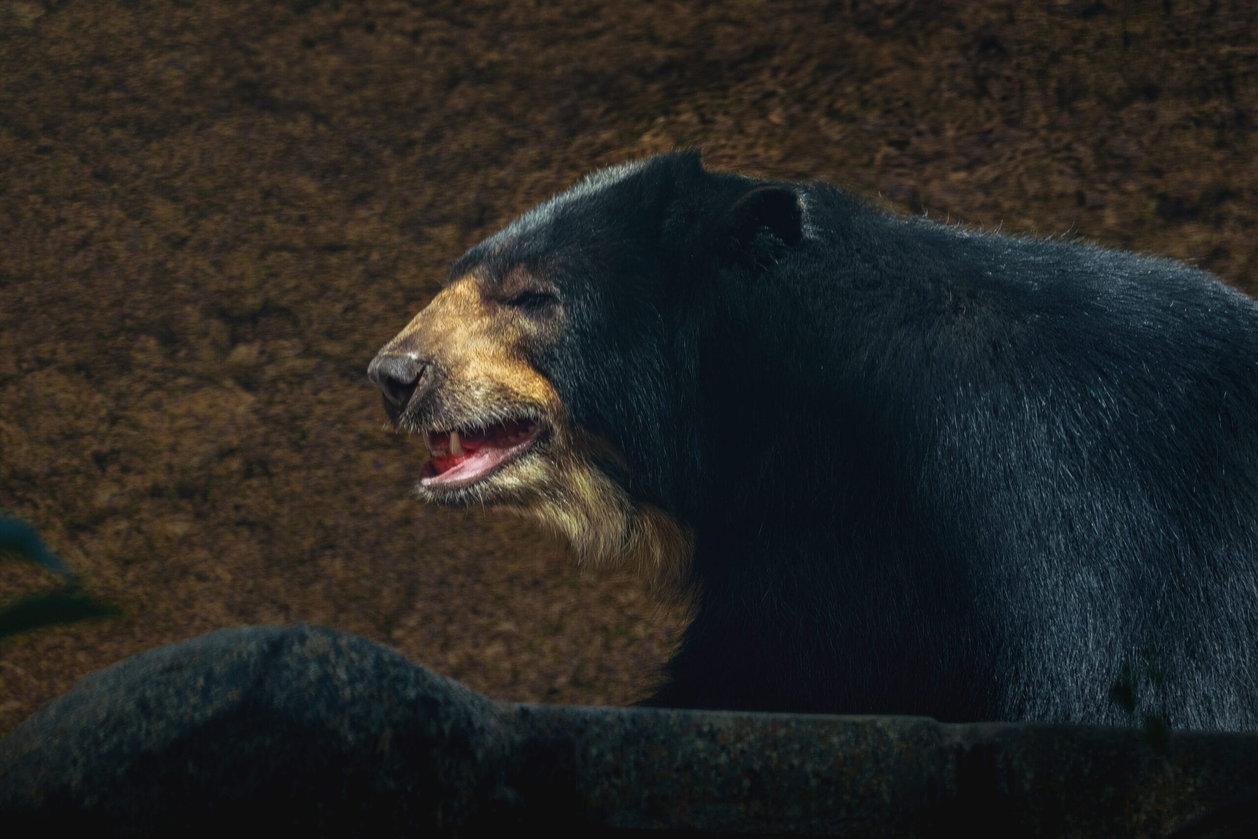 osos de anteojos, osos, especie, oso andino, andino, árboles, proyecto, tremarctos ornatus, zonas, campo