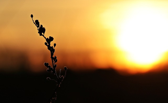 sunset, sun, evening sky