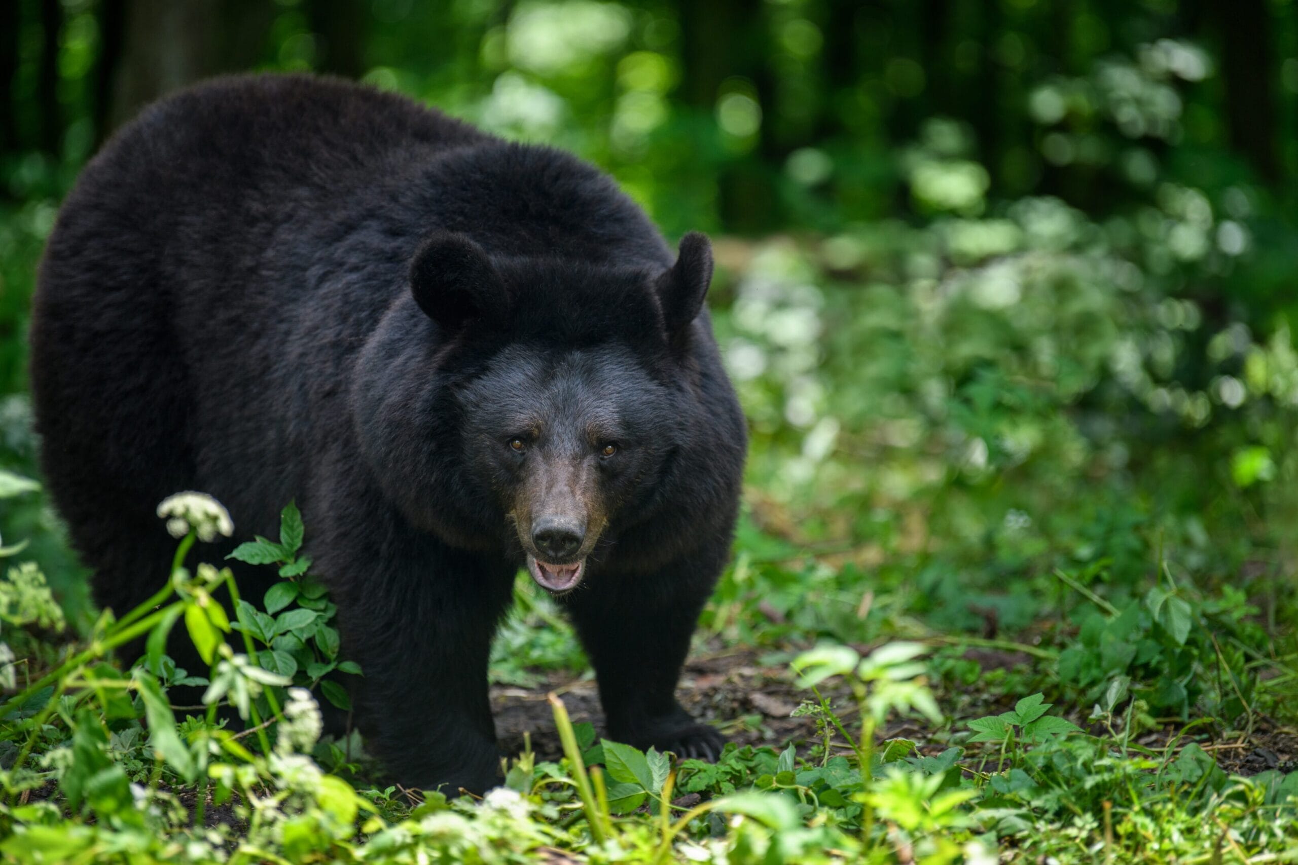 osos de anteojos, osos, especie, oso andino, hábitat, andino, bosques, árboles, proyecto, color, andes