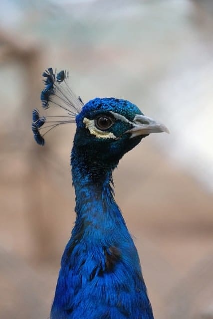 peacock, feathers, beak
