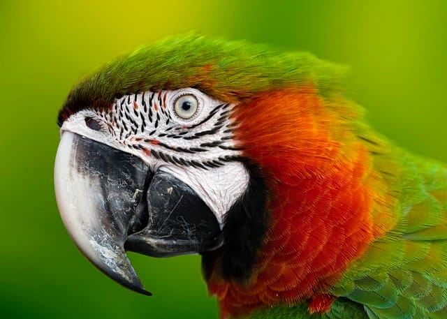 macaw, parrot, head, uno, algunas, norte, pato, cóndor, río, humedal, otras, desembocadura, sur