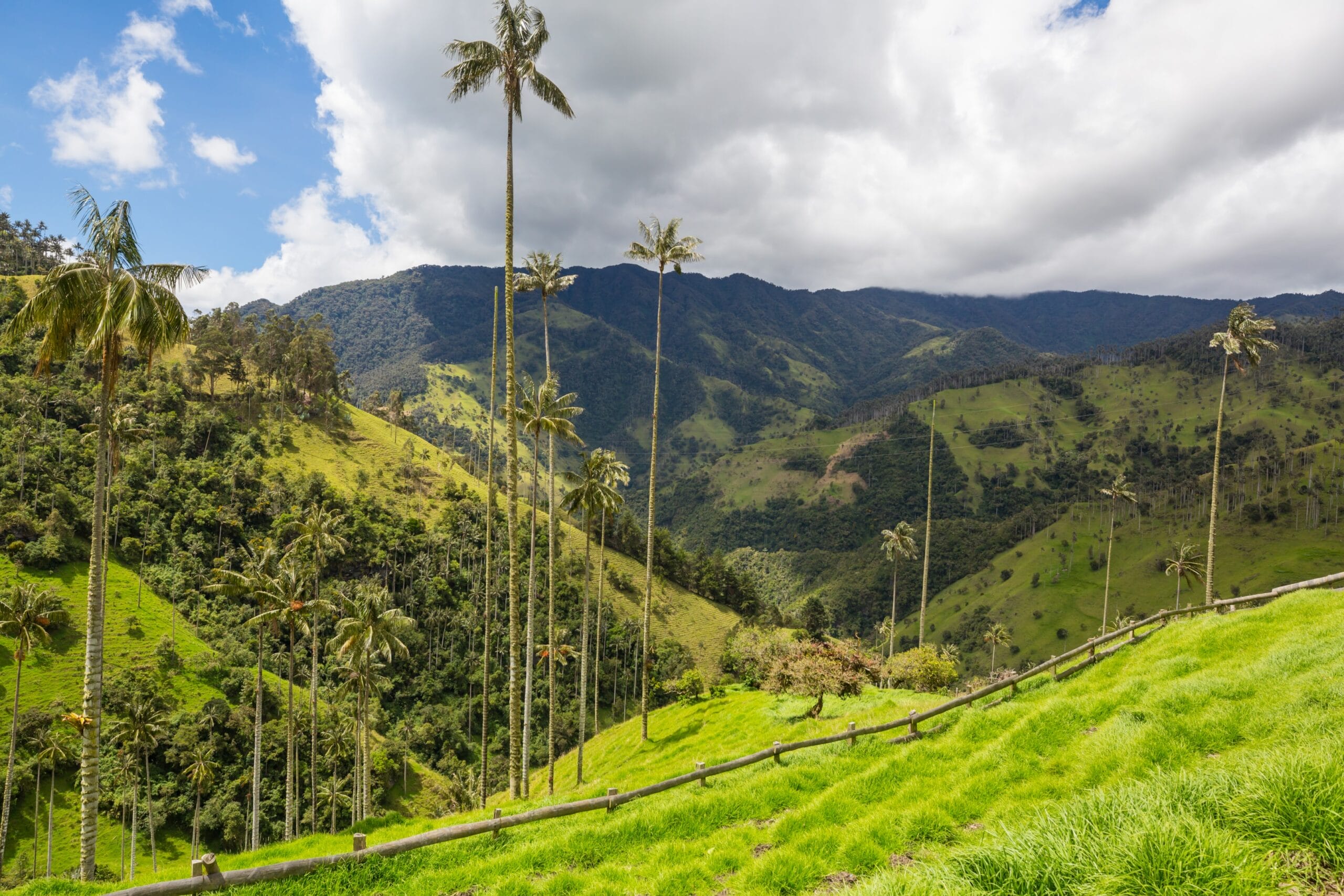 Tour Eje Cafetero - valle de cocora