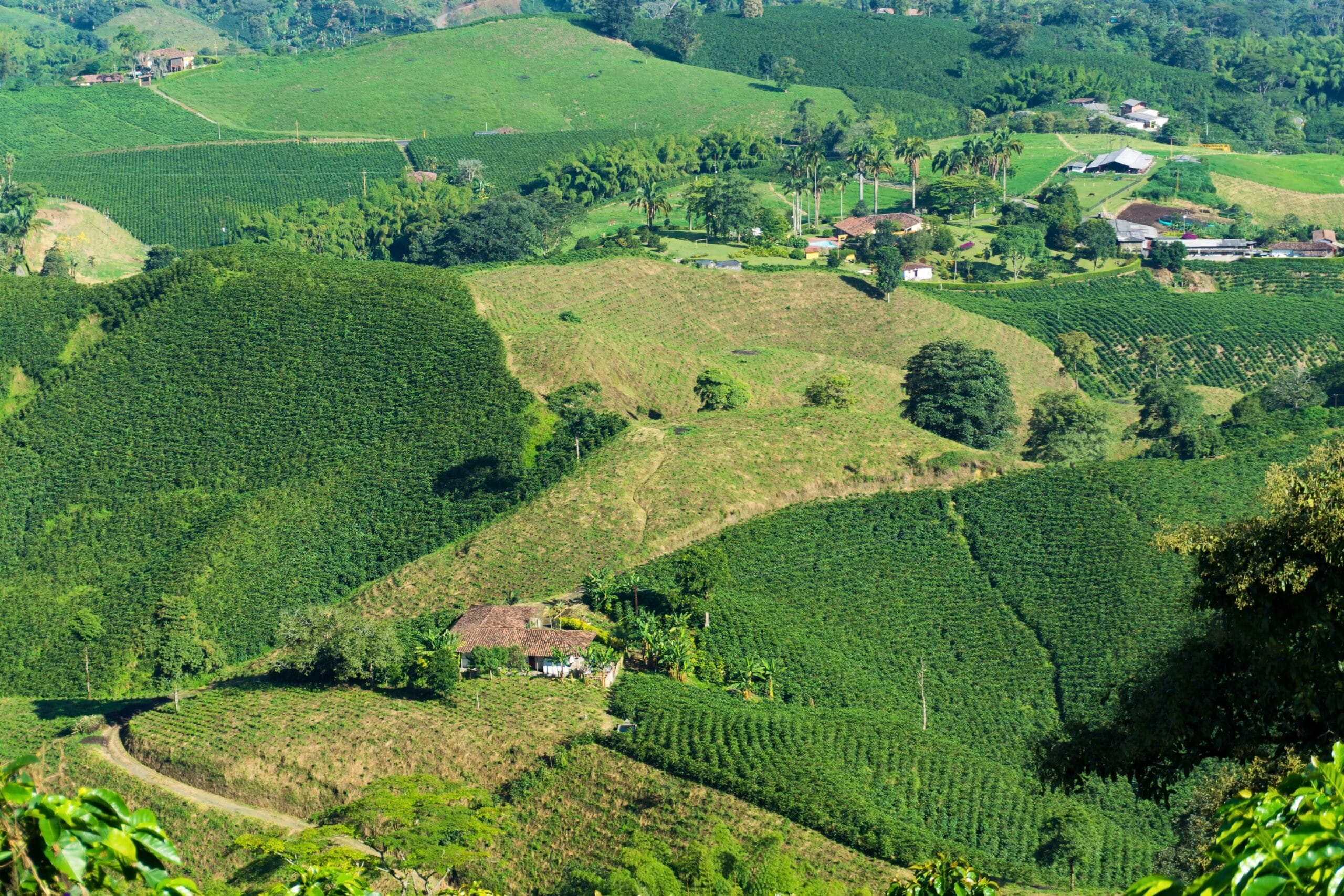 Tour Eje Cafetero