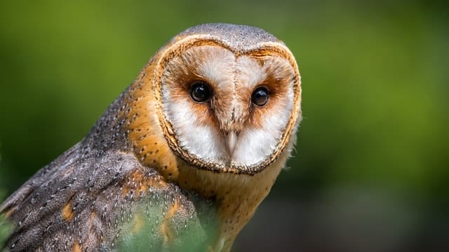 barn owl, owl, bird, avistamiento de aves, animales, chile, reserva nacional, ruta, algunas, largo, norte, parte