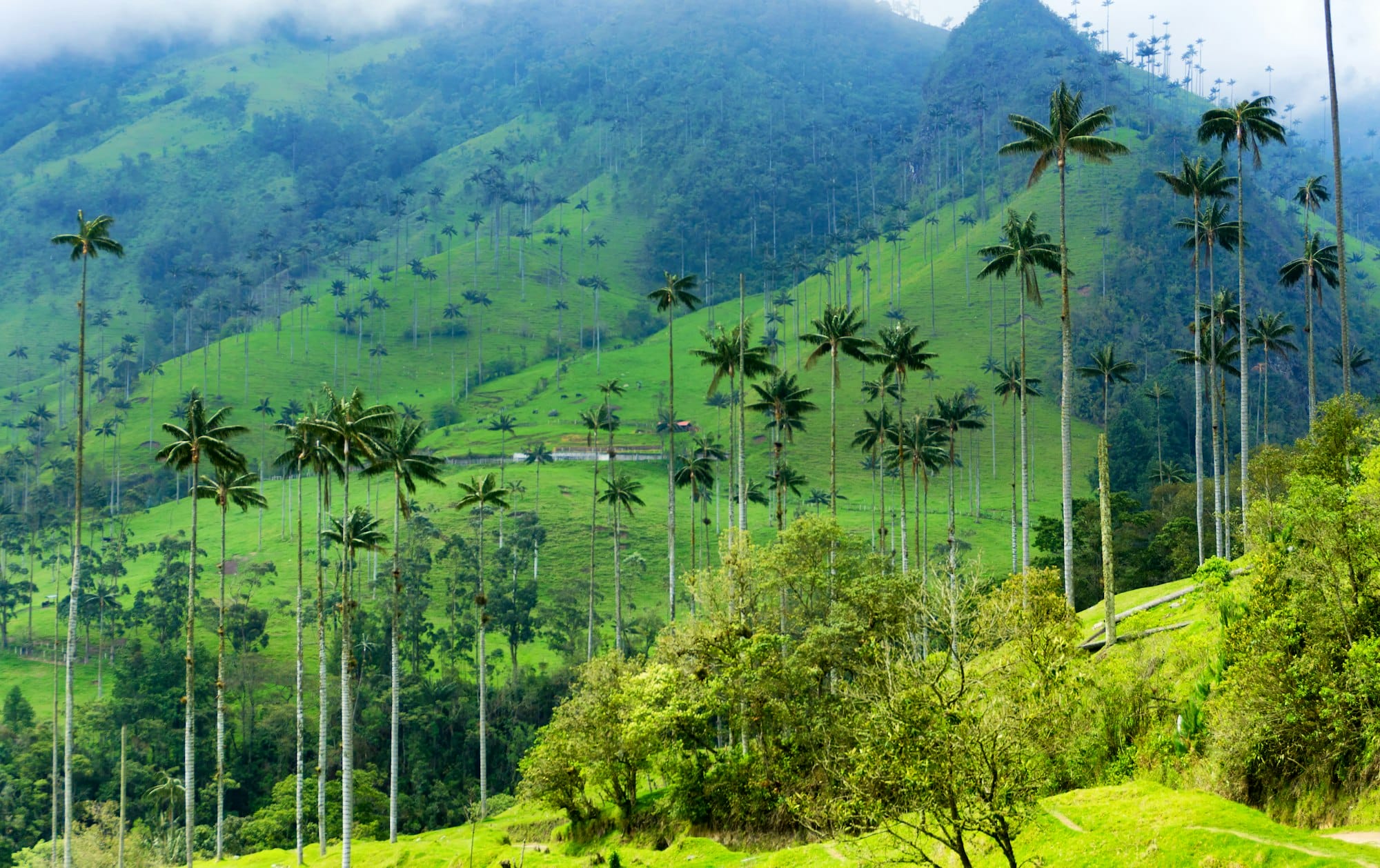 Cocora Valley Wax Palm Trees
