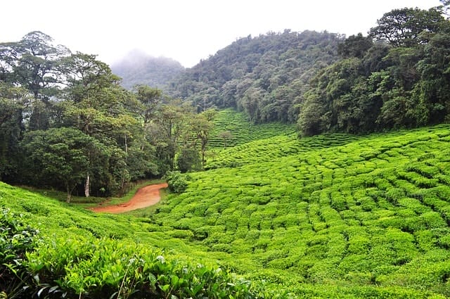 dapa, green tea, colombia